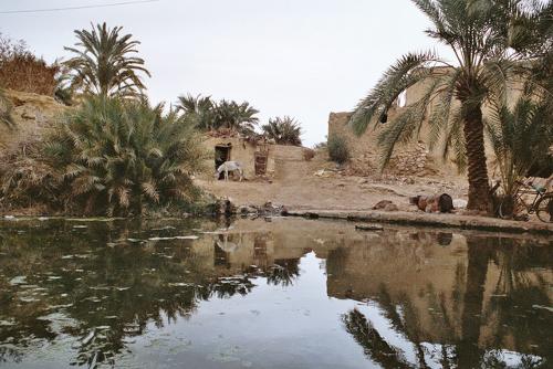 Siwah oasis, Egypt