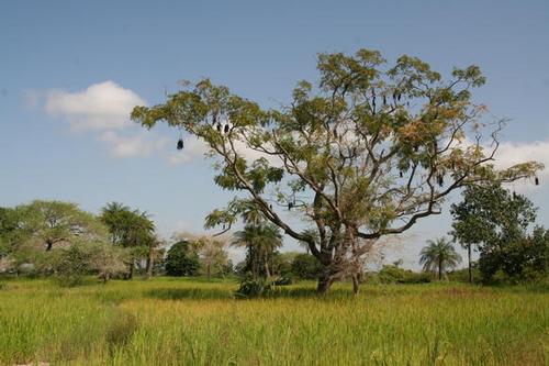 Landscape Casamance region, South Senegal