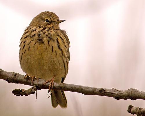 Meadow Pipit, almost extinct in Albania