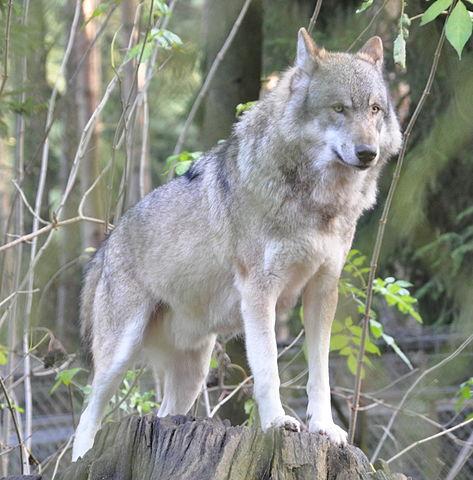 Wolf, Albania