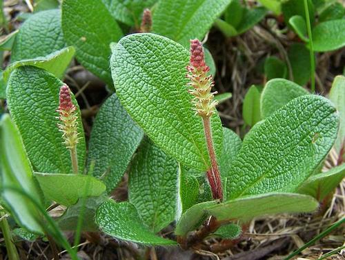 Salix reticulata, Albania