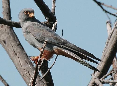 Red-legged Falcon, almost extinct in Albania
