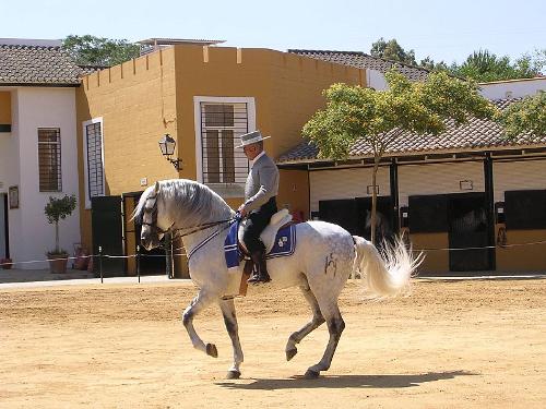 Cartujano or Carthusian, horse breed from Andalusia