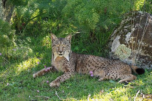 Iberian Lynx, rare in Andalusia