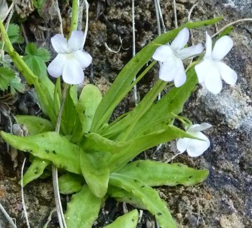 Pinguicula vallisneriifiola occurs only in Andalusia