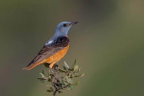 Red Rock Thrush