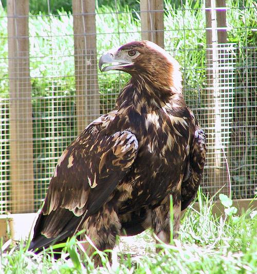 The rare Spanish or Iberian Imperial Eagle still occurs in Andalusiaa
