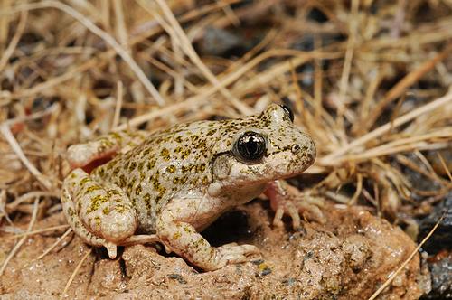Andalusian midwife toad
