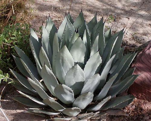 Agave Andalusia