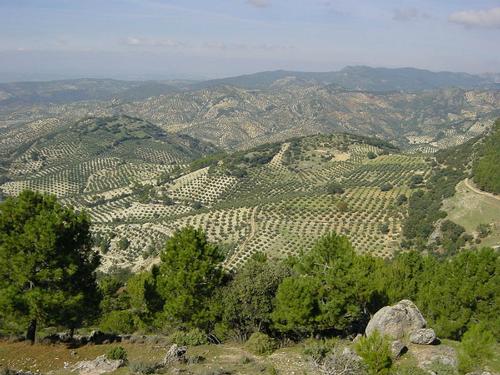 As far as the eye can see olive trees in the province of Jaén 