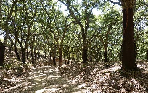 Cork Oaks, Andalusia