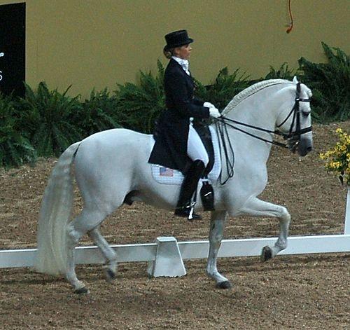 The Andalusiar is happily used for dressage 