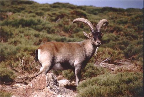 Ibex Andalusia