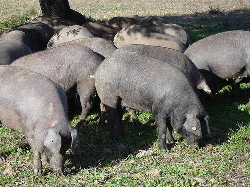 Typical Andalusia: black Iberian pigs or 'porco pretos' 