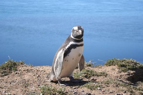 Argentina Magellanic penguin