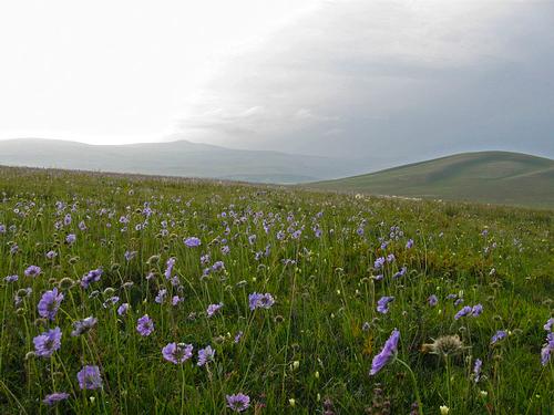 Armenia Wild Flowers