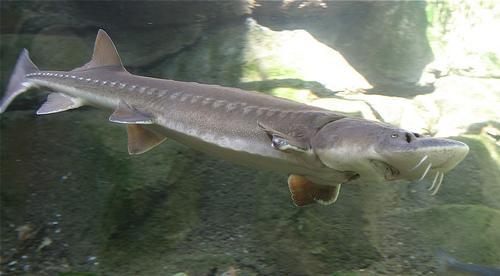 Sturgeon Azerbaijan