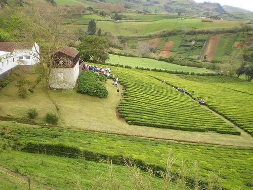 Chá Porto Formoso, tea plantation in the Azores