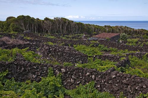 Walled 'currais' vineyard on Pico, Azores 