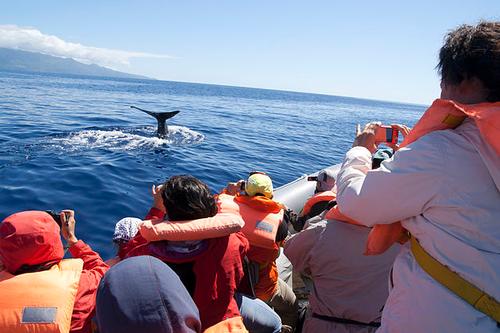 Whale watching is popular in the Azores