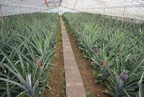 Pineapples are grown in greenhouses in the Azores