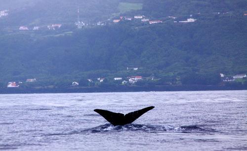 Whalewatching Pico, Azores