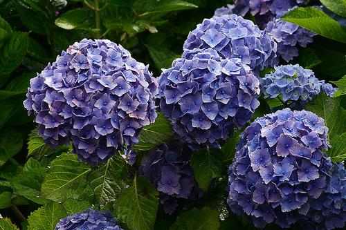 Hydrangea, typical of the Azores