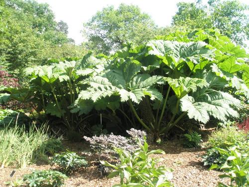 Giant rhubarb threatens other plants in the Azores