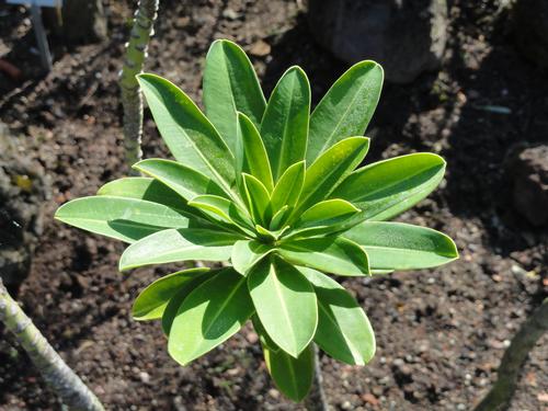 Daphne flax spurge or Euphorbia stygiana