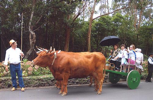 The Ramo Grande is also used to drive tourists in the Azores 