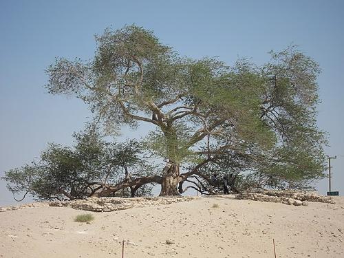  Tree of Life (Shajarat-al-Hayat), tourist attraction in Bahrain 