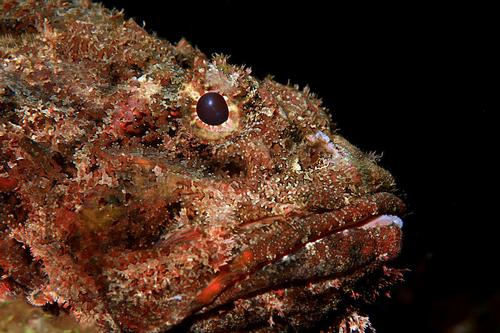 Scorpion Fish Bahrain