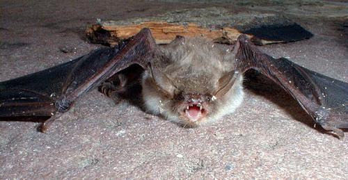 Natterer's bat is threathened in Bavaria