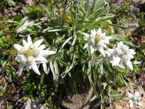 Edelweiss, also famous in Bavaria