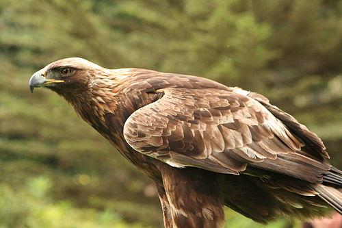 Golden eagle, large bird of prey in Bavaria