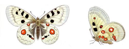 Apollo butterfly, rare in Bavaria