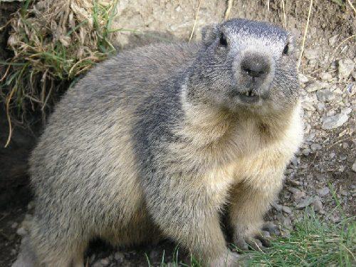 Alpine marmot or Murmeltier