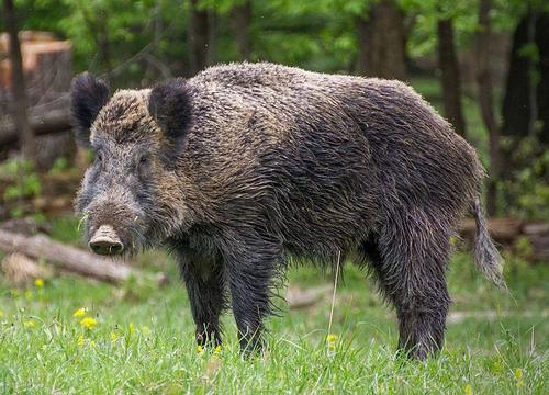 Wild Boar Bosnia and Herzegovina