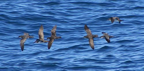 Shearwaters Brittany