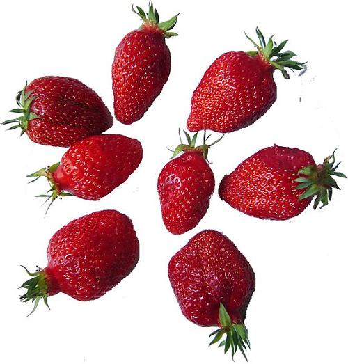 Plougastel Strawberry Brittany