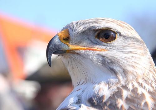 Buzzard Burgundy 