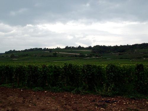 Burgundy Landscape