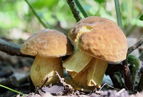 Porcini mushrooms Burgundy