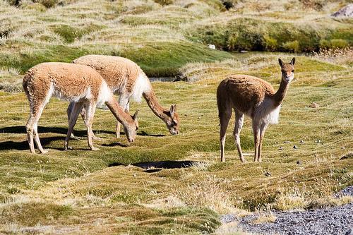 Vicunas Chile