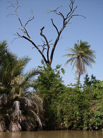 Gambia River east of Georgetown, Gambia