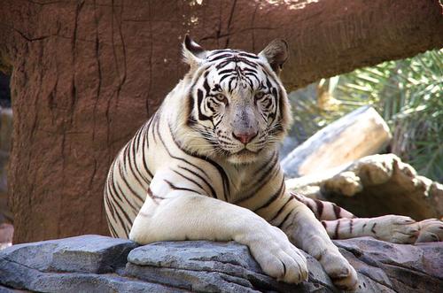 White Tiger in the Abu Dhabi Zoo
