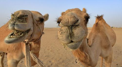 Abu Dhabi Dromedaries