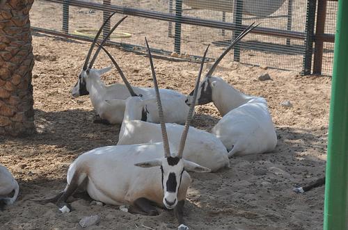 Abu Dhabi Arabic Oryx