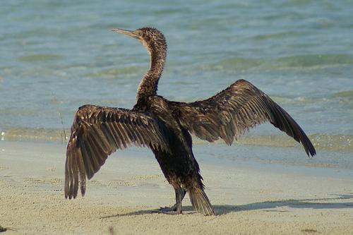 Arabian Cormorant