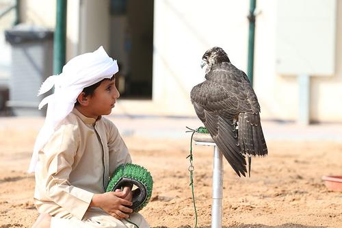 Young Falconer Abu Dhabi